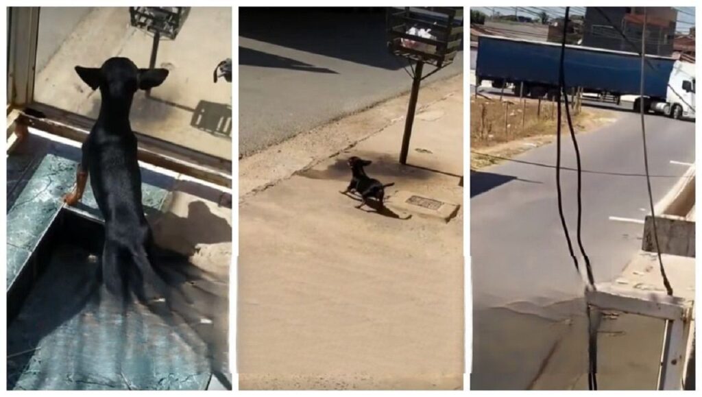 Cachorrinha demonstra toda a sua alegria ao reencontrar seu dono caminhoneiro