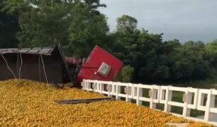 Carreta carregada com laranjas tomba em rodovia devido à árvore caída na pista