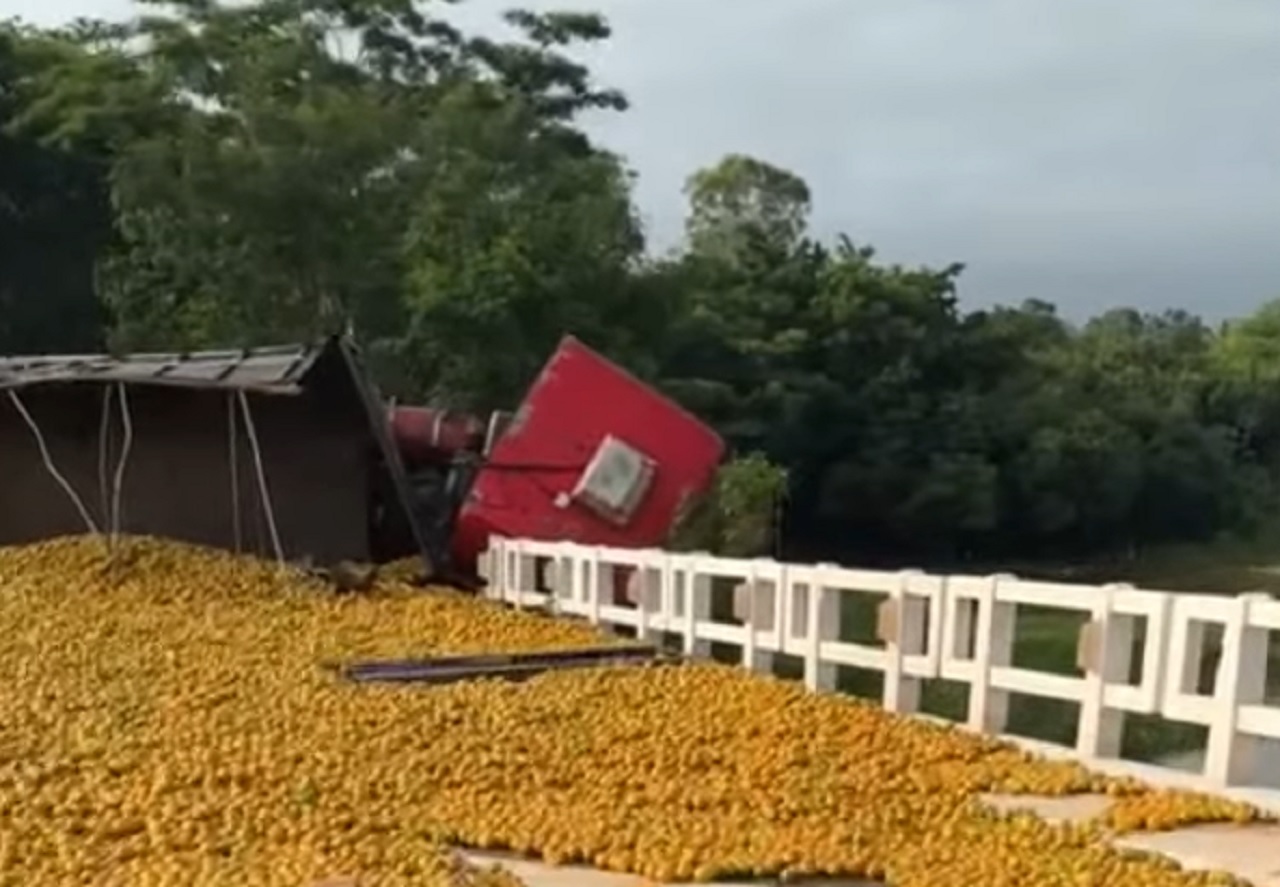 Carreta carregada com laranjas tomba em rodovia devido à árvore caída na pista