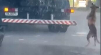 Caminhão pipa faz alegria de cachorrinhos em meio a onda de calor no Mato Grosso do Sul