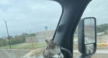 Caminhoneiro reencontra gato companheiro de estradas que estava desaparecido