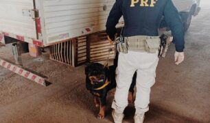 PRF prende caminhoneiro que transportava animais em condições contra a vida