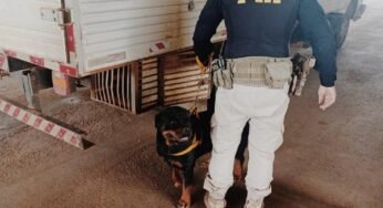 PRF prende caminhoneiro que transportava animais em condições contra a vida