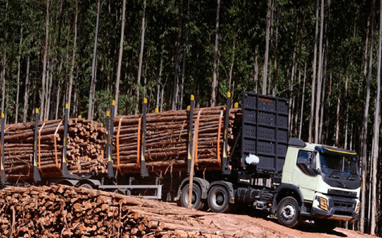 Transporte de madeira: cuidados essenciais para os caminhoneiros