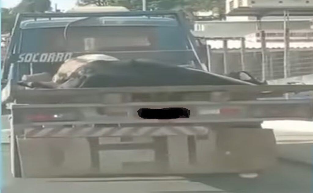 Boi em cima de caminhão chama atenção na internet