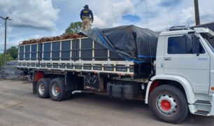 PRF apreende 35 m³ de carregamento ilegal de madeira em Rondônia