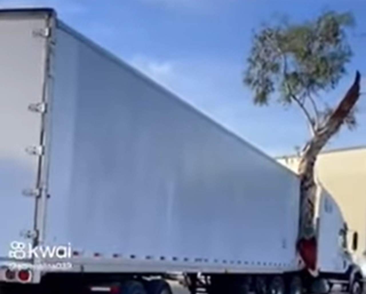 Caminhão leva árvore pendurada pelo lado de fora do baú