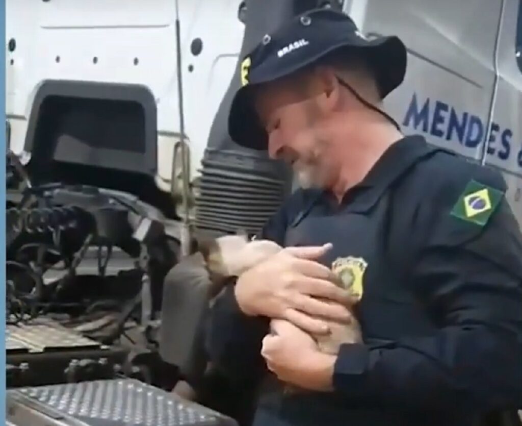 Gatinha viaja mais de 70 quilômetros escondida no eixo de uma carreta e é resgatada pela PRF