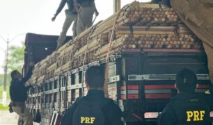 PRF realiza capacitação para atuarem transporte de madeira ilegal