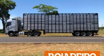 A rotina de um motorista de caminhão boiadeiro: desafios e vivências