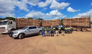 PRF apreende carga ilegal de madeira no Pará
