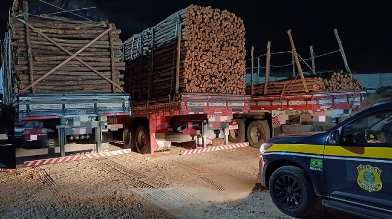 PRF apreende mais de 70 m³ de madeira irregular em Pernambuco