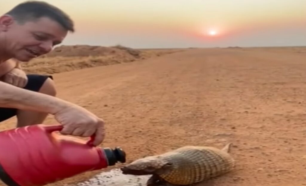 Caminhoneiro tira sede de tatu que estava a dias sem beber água