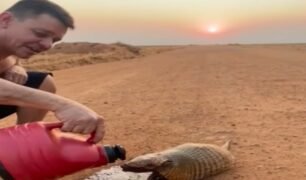 Caminhoneiro tira sede de tatu que estava a dias sem beber água