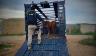 PRF resgata cavalos perdidos na Br-101