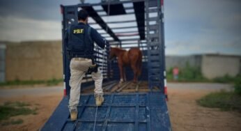 PRF resgata cavalos perdidos na Br-101