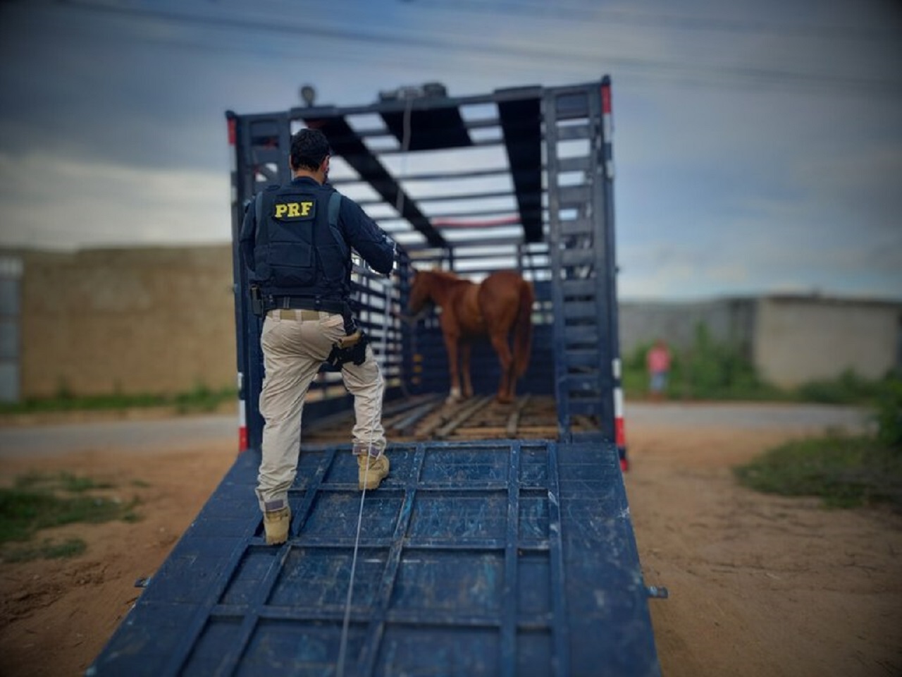 PRF resgata cavalos perdidos na Br-101