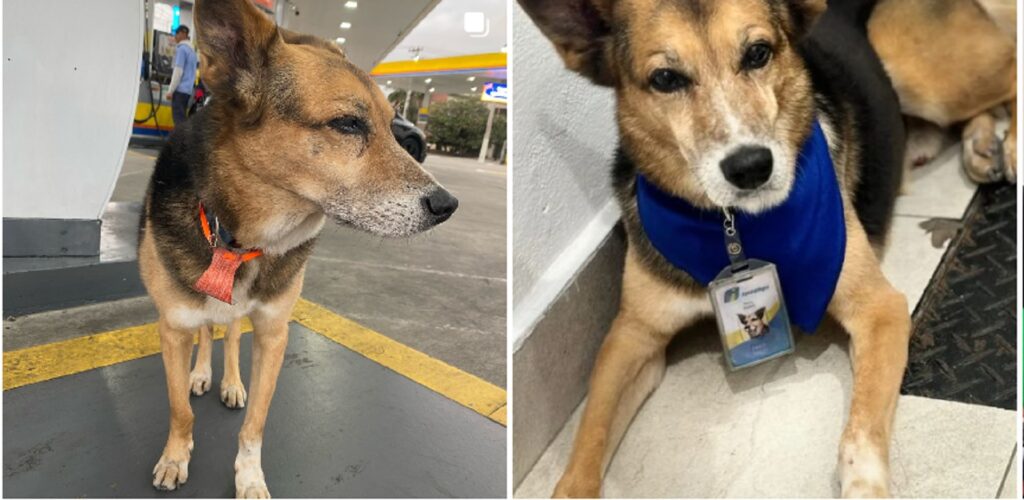 Triste notícia Morre o cãozinho Fred frentista