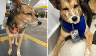 Triste notícia Morre o cãozinho Fred frentista