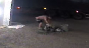 Caminhoneiro é flagrado furtando palmeira de comércio em Pouso Redondo