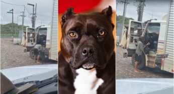 Anti Furto? Caminhoneiro é flagrado com um Pitbull na boleia do caminhão.