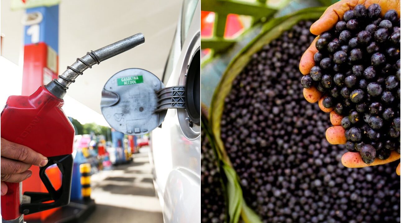 Pesquisa da UFPA transforma caroços de açaí e tucumã em biocombustíveis e bioasfalto