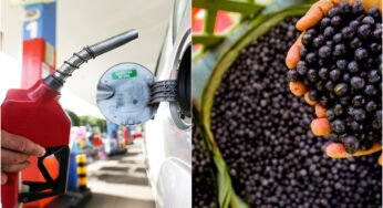 Pesquisa da UFPA transforma caroços de açaí e tucumã em biocombustíveis e bioasfalto