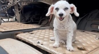 Tristeza: Caminhoneira Aline perde sua mascote de estimação