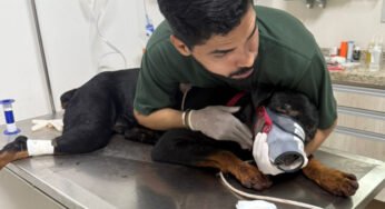 Caminhoneiro é preso após atacar cachorro a facadas