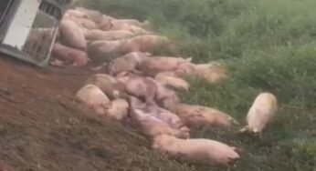 Caminhão carregado com 140 porcos tomba em Muriaé (MG) após falha nos freios