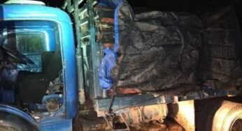 Caminhoneiro é preso com carga ilegal de Pau Brasil em Confresa (MT)