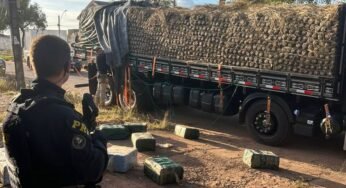 PRF apreende quase meia tonelada de cocaína em caminhão carregado com abacaxi no Pará