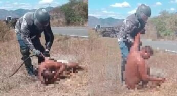 Motorista atacado por enxame de abelhas tomba caminhão no interior do Ceará