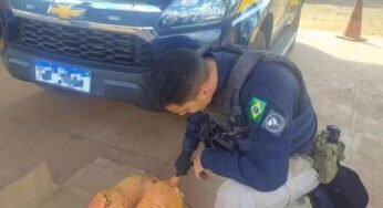 Caminhoneiro é detido transportando tatus-pebas abatidos na BR-222, em Açailândia