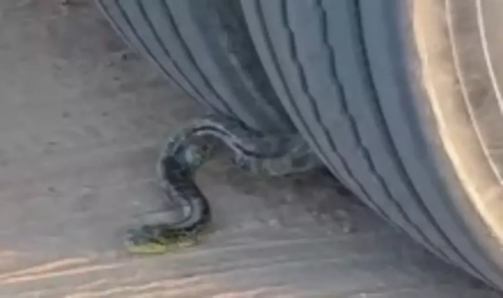 Sucuri viaja presa às rodas de caminhão por quilômetros