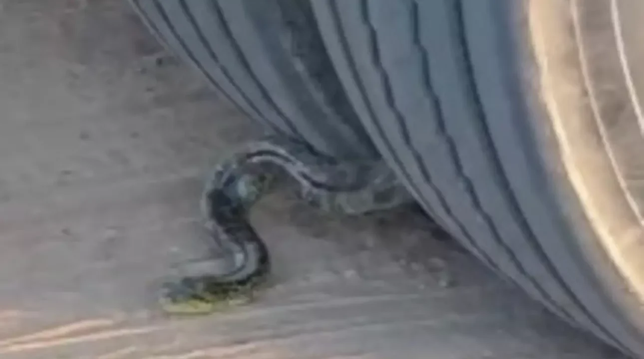 Sucuri viaja presa às rodas de caminhão por quilômetros