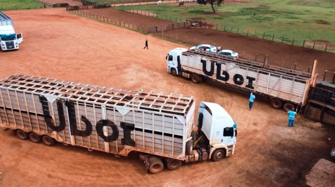 JBS lança APP para o transporte de gado ao vivo