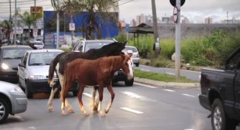 Quem é o responsável por animal solto na rodovia em caso de acidente?