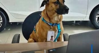 Cão de rua vira mascote da Hyundai, ganha nome de Tucson Prime e conquista mais de 136 mil seguidores