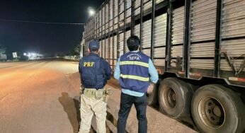 PRF apreende gado sem documento sendo transportados em caminhão na BR-010