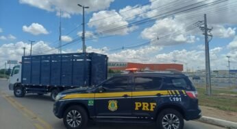 PRF faz operação urgente após risco grave com animais soltos em rodovia