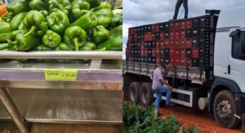 Pimentão verde dispara para R$ 17,50 o kg e frete não acompanha alta