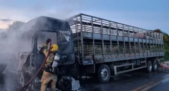 Caminhão com mais de 100 porcos pega fogo em rodovia