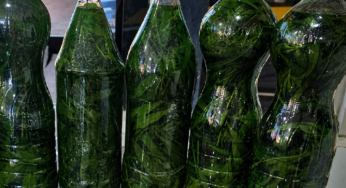 Caminhoneiro é preso com garrafas de “cachaça com maconha”