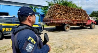 PRF flagra caminhão com madeira ilegal e motorista sem CNH na BR-116