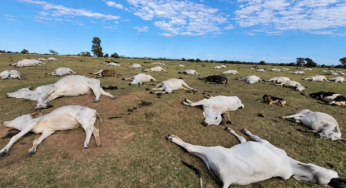 Frio derruba temperaturas em MS e mais de 80 bovinos morrem em fazendas