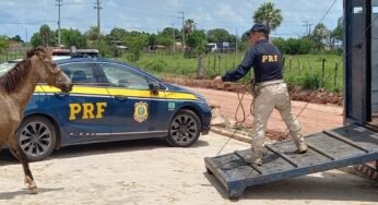 PRF tira mais de 100 animais soltos de rodovias e operação segue no Piauí