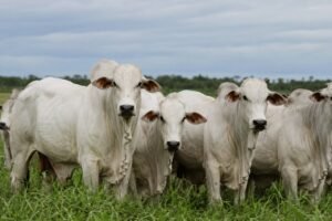 Boi gordo perde força e trava disputa por preço no campo
