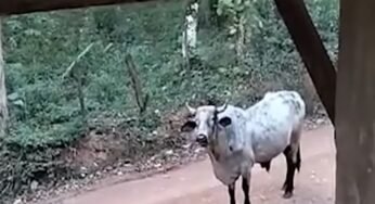 Boi solto reaparece após morte de idoso em bairro rural de SP
