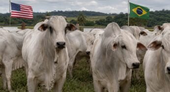 EUA compram mais carne do Brasil enquanto falta boi no mercado americano